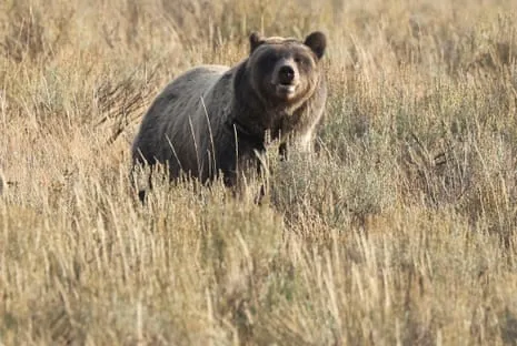 Backpacker Attacked by Grizzly in Wilderness Area Flown to Hospital